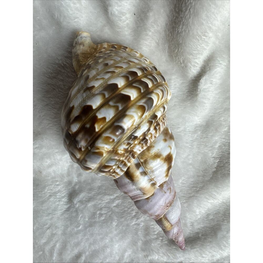 Triton's Trumpet Charonia Tritonis Conch Natural Seashell Shell 8’